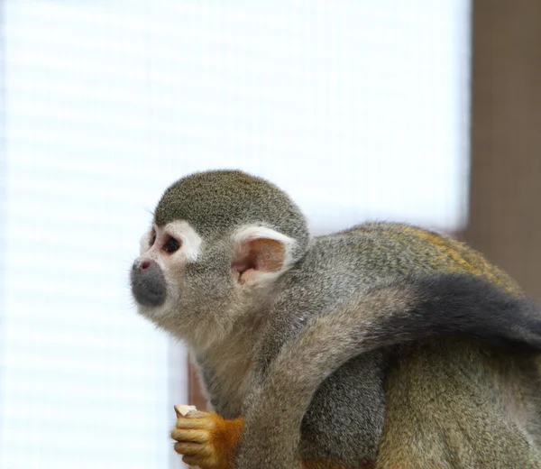 Squirrel monkey — ストック写真