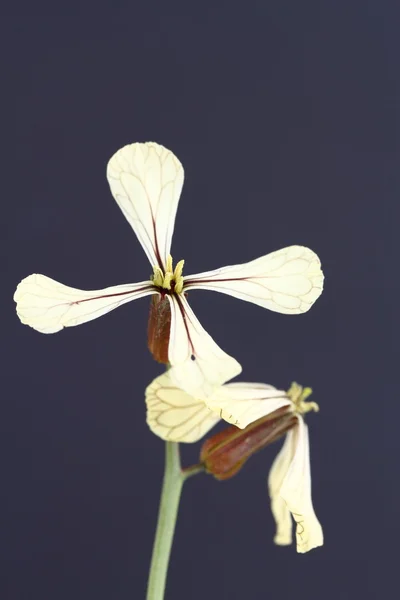 Flor de cohete —  Fotos de Stock