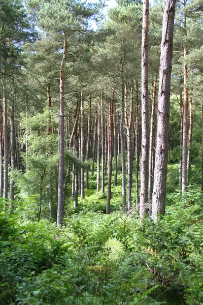 Skotska tallskog — Stockfoto