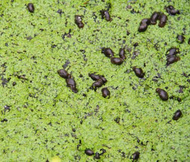 salyangoz duckweed üzerinde