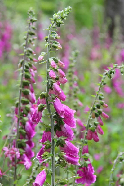 En fingerborgsblomma — Stockfoto