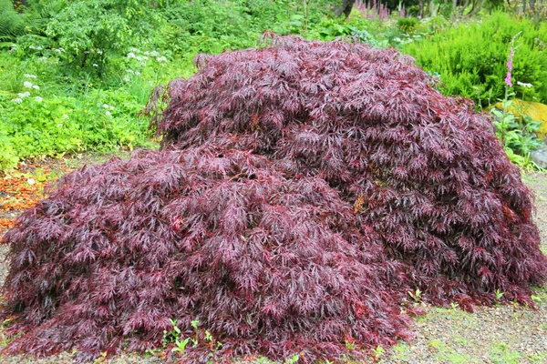 Purple acer — Stock Photo, Image