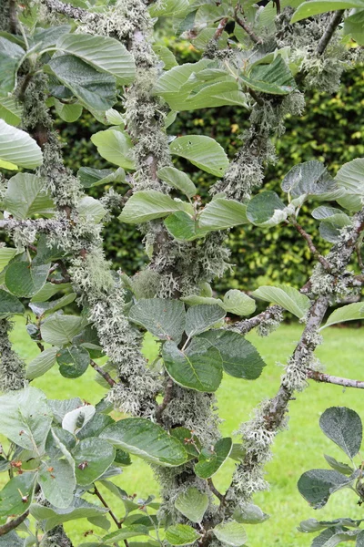 Lichen on tree branches — Stock Photo, Image