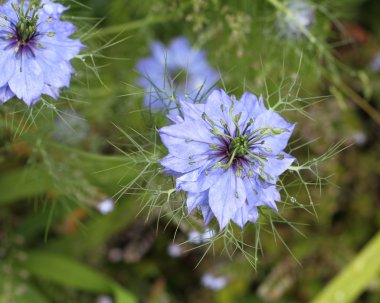 Çörek otu, sis aşık