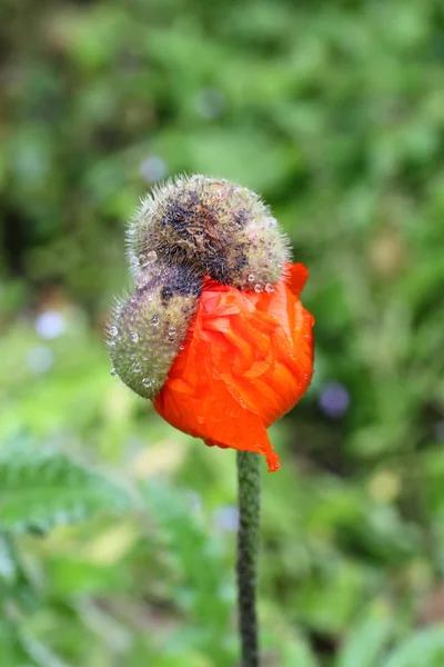 Poppy bud barsten uit — Stockfoto