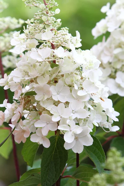 Hortensia in volle bloei — Stockfoto