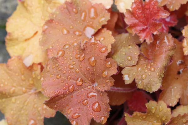 Heuchera Stockfoto