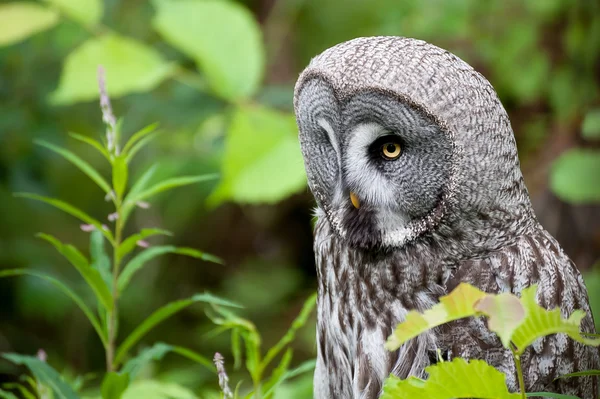 Gran búho gris — Foto de Stock