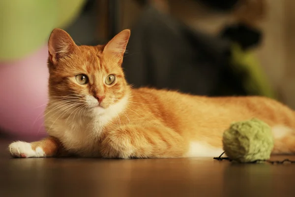 Gato bonito — Fotografia de Stock