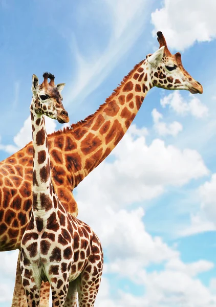 Giraffes — Stock Photo, Image