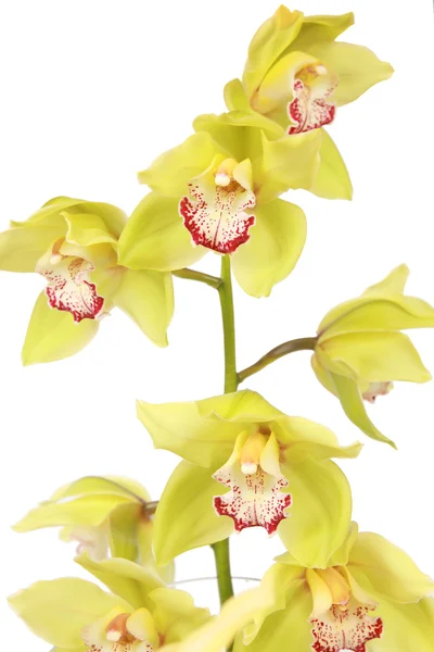 Orchidea verde — Foto Stock