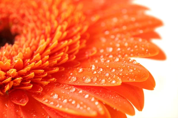 ดอกไม้สีส้ม — ภาพถ่ายสต็อก