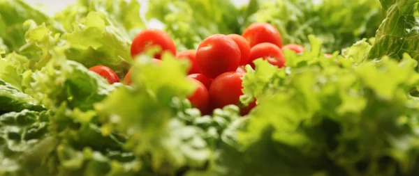 Toms en ensalada — Foto de Stock