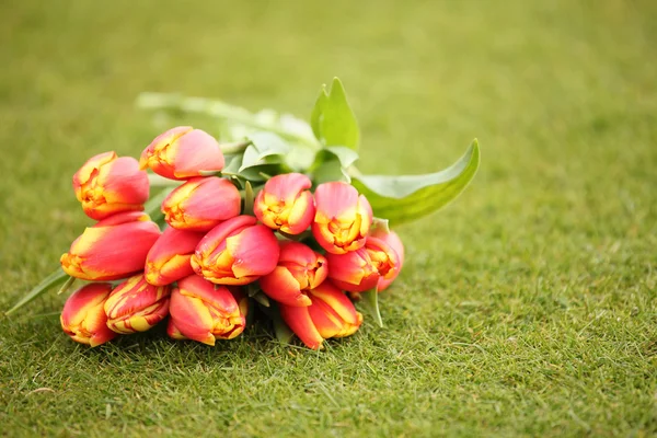Тюльпаны на газоне — стоковое фото