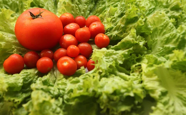 Salat und Tomaten — Stockfoto