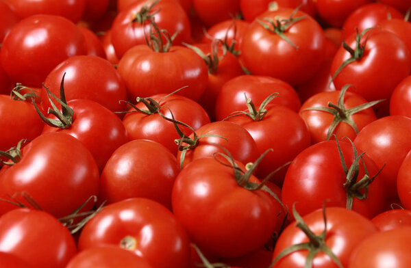 tomatoes