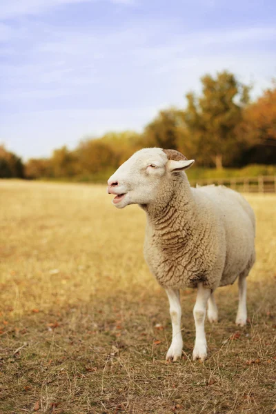 Curly tup — Stock Photo, Image