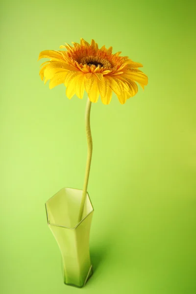 Amarelo e verde — Fotografia de Stock