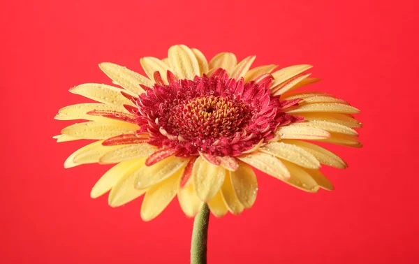 Yellow on red — Stock Photo, Image