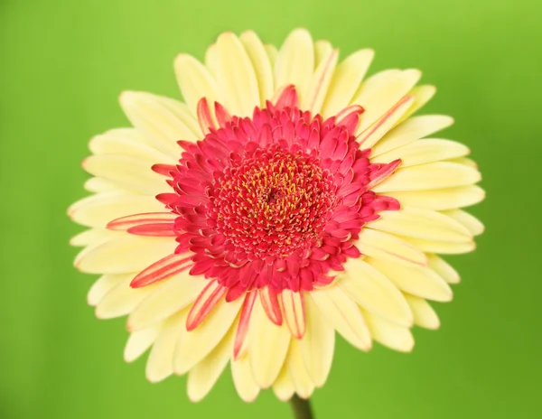 Gerber amarelo — Fotografia de Stock