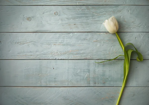 Flor blanca —  Fotos de Stock