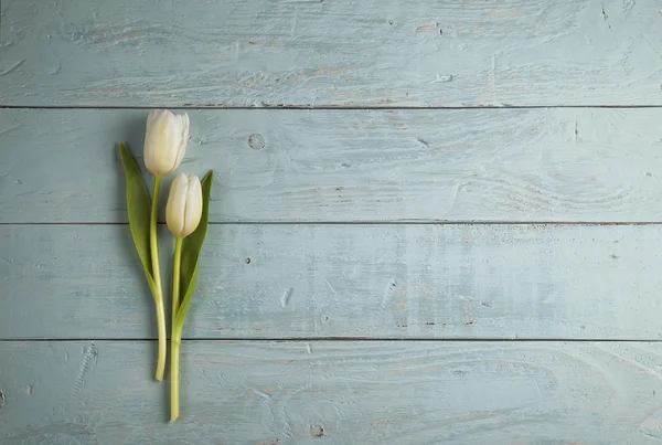 Twee tulpen — Stockfoto