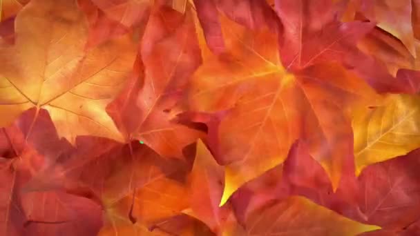 Realistic Orange Leaves Falling Green Background — Stock Video