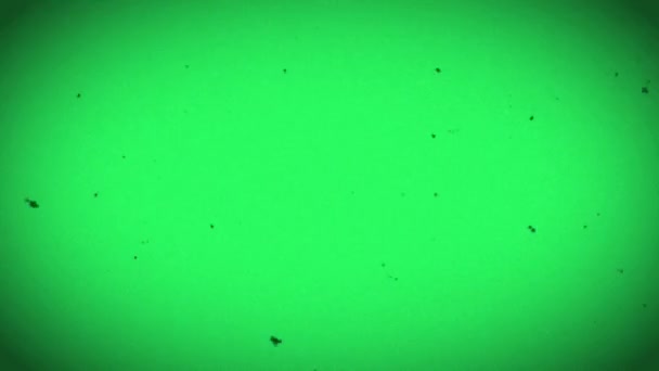 Realistic Film Grain Frame Isolate Green Background — Stock Video