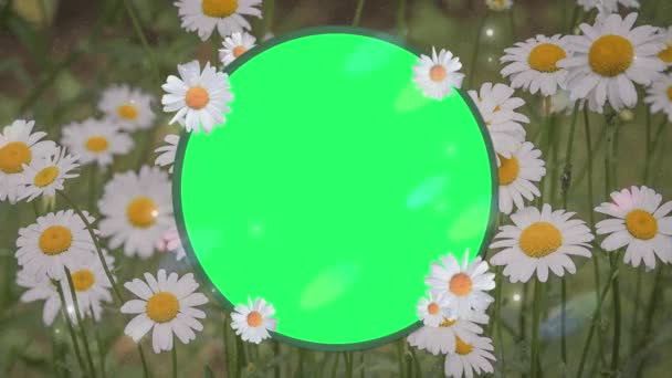 Animation White Flower Blooming Frame Green Background — Stock Video