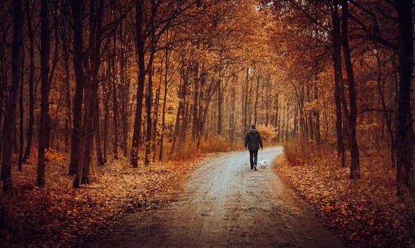 Herbst Mann Mit Kleinem Hund Geht Goldenen Wald Spazieren Heller — Stockfoto