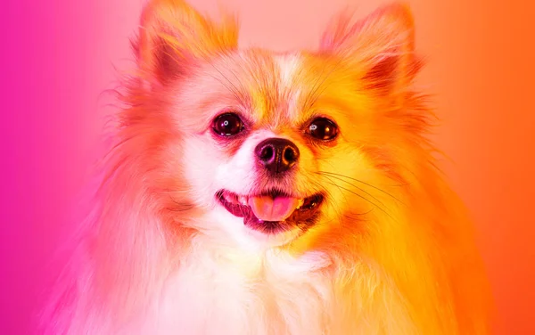 Porträtt Glad Fluffig Pommerska Liten Tysk Spitz Hund Ljusrosa Och — Stockfoto