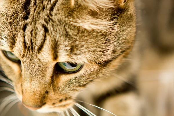 Cat Close Up — Stock Photo, Image