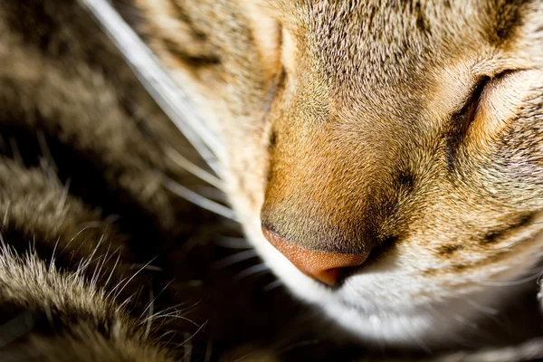 Gato de cerca — Foto de Stock