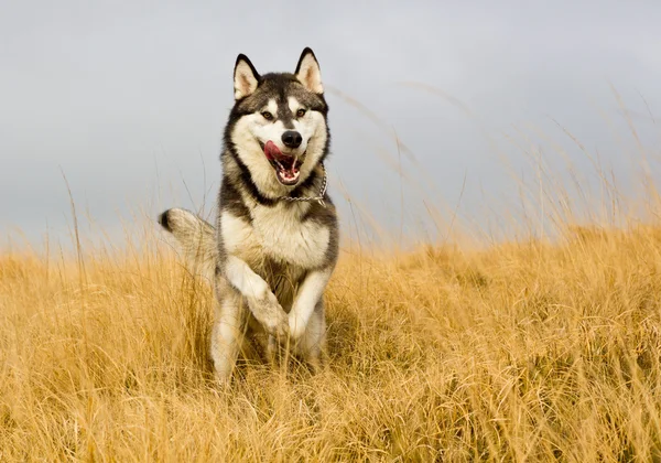 Husky Dog — Stock Photo, Image