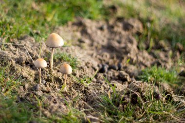 Doğada küçük mantar