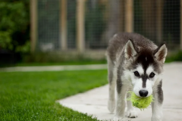 Husky yavrusu