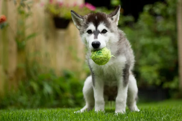 Husky Puppy — Stock Photo, Image
