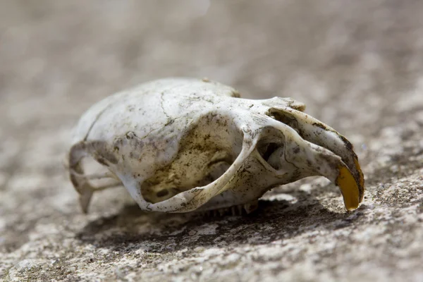 Rodent Skull — Stock Photo, Image