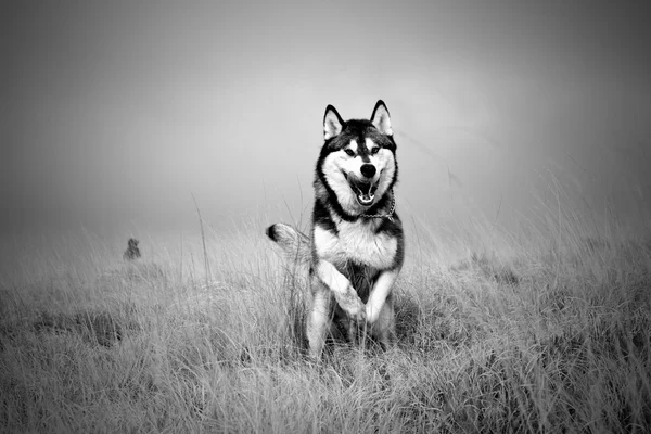 Running Husky Dog — Stock Photo, Image