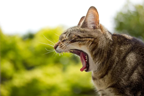 Cat Yawning — Stock Photo, Image