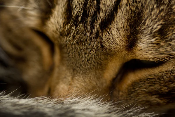 Gato de cerca — Foto de Stock