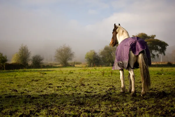 Кінь в поле — стокове фото