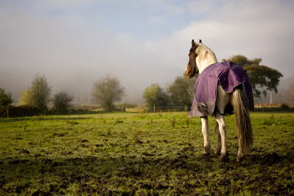 Cavalo no campo — Fotografia de Stock