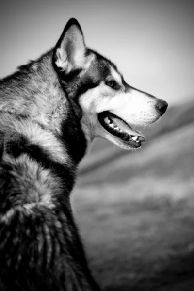 Siyah ve beyaz husky köpek portre — Stok fotoğraf