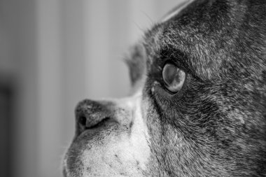 siyah-beyaz boxer köpek