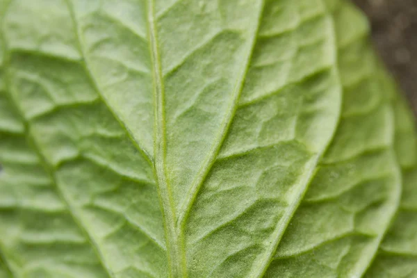 Macros de hoja —  Fotos de Stock