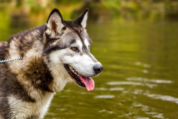 Pet Husky Dog — Stock Photo, Image