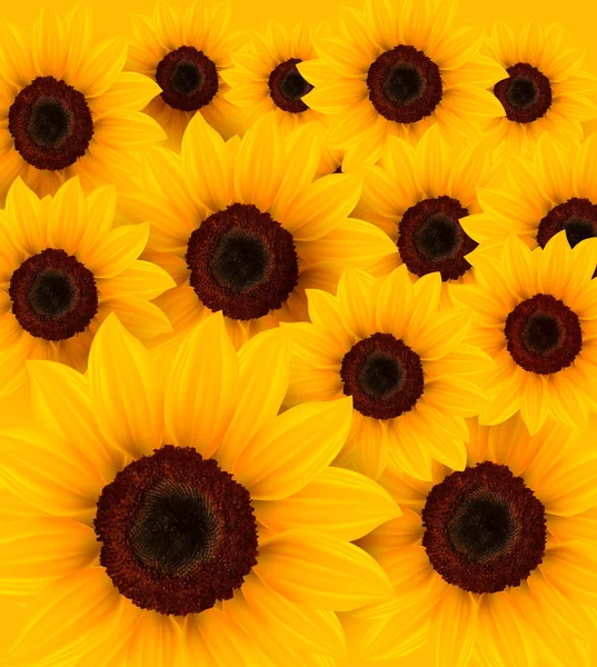 Bellissimo sfondo giallo girasole. Vettore . — Vettoriale Stock