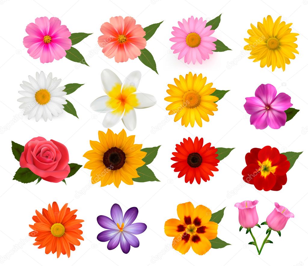 Big set of beautiful colorful flowers. Vector illustration