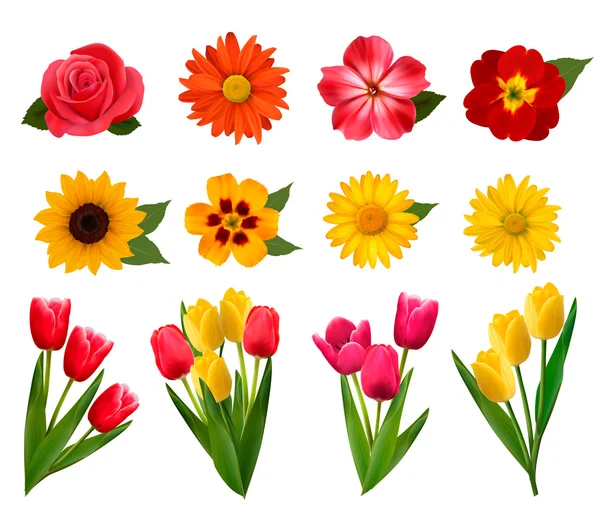 Set of beautiful flowers. Vector illustration — Stock Vector